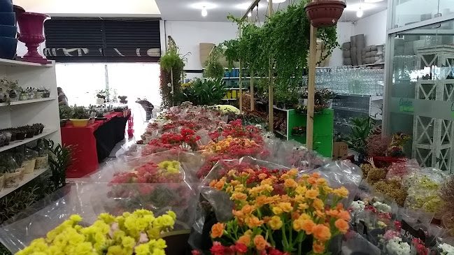 Agroflores Recife | Suculentas, Flores, Plantas, Vasos e Acessórios - Recife