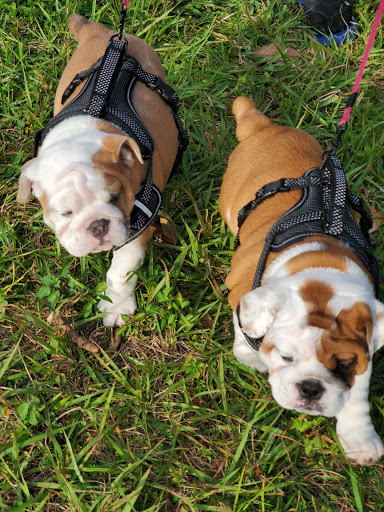 Pet Supply Store «PetSmart», reviews and photos, 2920 Little Rd, Trinity, FL 34655, USA