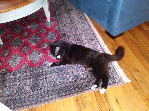 Department Store «Walmart Supercenter», reviews and photos, 350 Robert Smalls Pkwy, Beaufort, SC 29906, USA