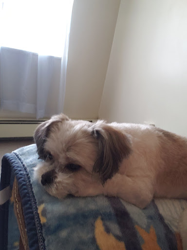 Pet Supply Store «Petco Animal Supplies», reviews and photos, 550 Providence Hwy, Dedham, MA 02026, USA