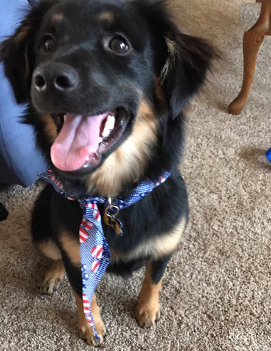 Pet Supply Store «PetSmart», reviews and photos, 2200 E Lohman Ave, Las Cruces, NM 88001, USA