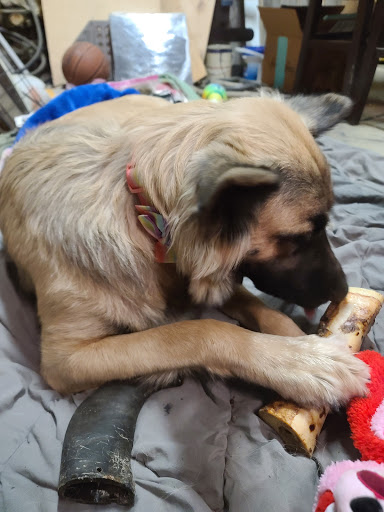 Lodging «PetSmart North Ogden», reviews and photos, 175 W 12th St, Ogden, UT 84404, USA