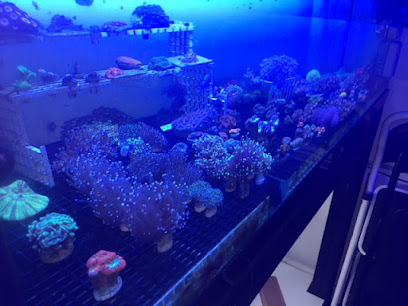 In2Deep Corals