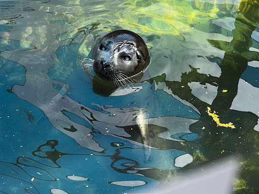 Aquarium «Woods Hole Science Aquarium», reviews and photos, 166 Water St, Woods Hole, MA 02543, USA