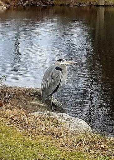 Golf Course «E. Gaynor Brennan Golf Course», reviews and photos, 451 Stillwater Ave, Stamford, CT 06902, USA
