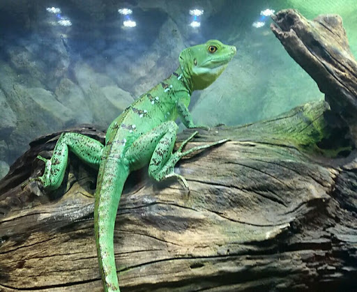 Pet Store «Fins and Skins», reviews and photos, 8451 49th St N, Pinellas Park, FL 33781, USA