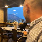 Photo n°1 de l'avis de Luca.e fait le 02/06/2022 à 21:50 sur le  Dr. Cat - Pet Lounge Bistrot à Brescia