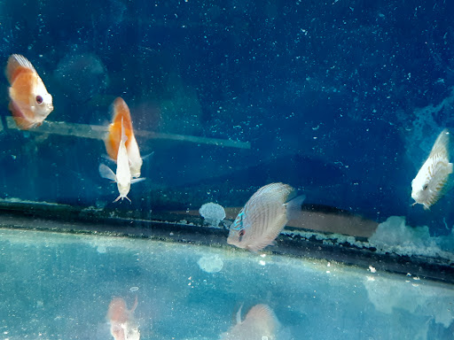 Pet Supply Store «Milwaukee Aquatics», reviews and photos, 3946 S Howell Ave, Milwaukee, WI 53207, USA