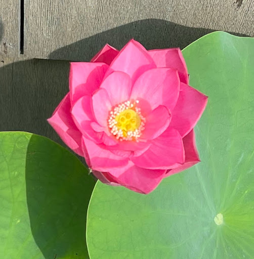 Pond Fish Supplier «The Funky Koi. Pet, Pond, Water Garden, Equine and Farm Supplies», reviews and photos, 41 Porter St, Berkley, MA 02779, USA