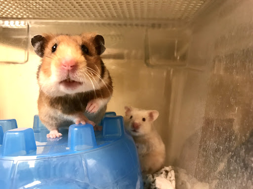 Pet Supply Store «PetSmart», reviews and photos, 450 Fairview Ave, Hudson, NY 12534, USA