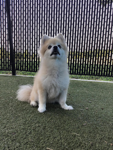 El Paso Animal Clinic: Mc Kinney Erica DVM image