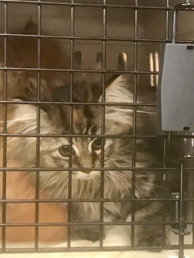 Pet Supply Store «PetSmart», reviews and photos, 2130 Gunbarrel Rd, Chattanooga, TN 37421, USA