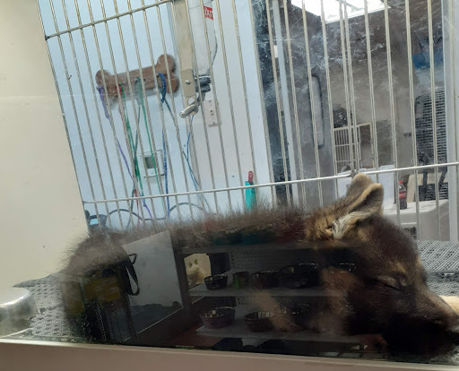 Pet Store «Pets Plus Inc», reviews and photos, 2610 Jefferson Davis Hwy, Stafford, VA 22554, USA