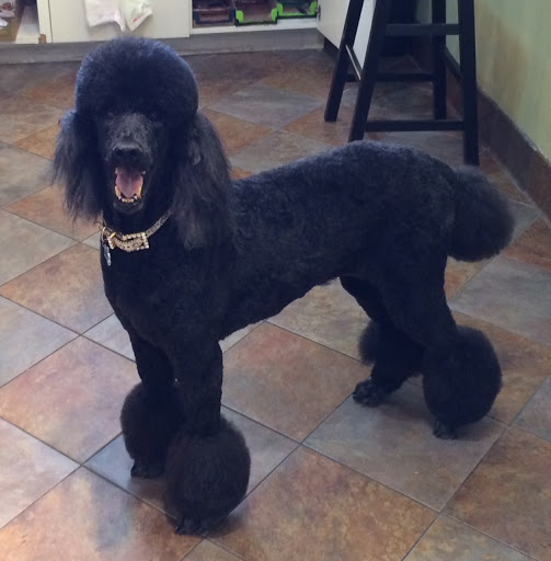 Pet Store «DipidyDawg Gourmet Dog Bakery & Boutique», reviews and photos, 21301 S Tamiami Trail Suite 430, Estero, FL 33928, USA