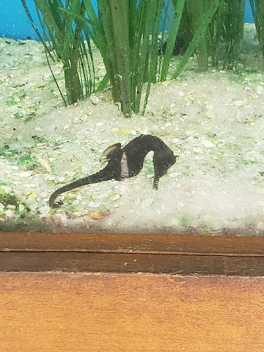 Aquarium «St. Augustine Aquarium», reviews and photos, 2045 FL-16, St Augustine, FL 32084, USA