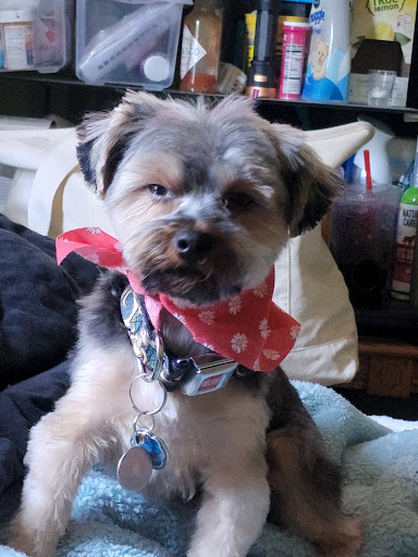 Pet Store «Pet Central», reviews and photos, 13004 SE Kent-Kangley Rd, Kent, WA 98030, USA