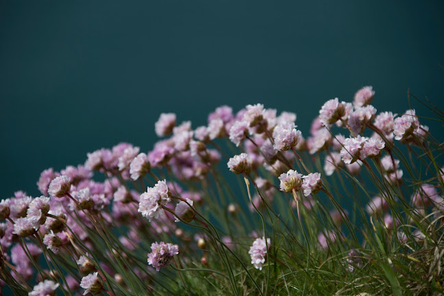 wuethrich-gartenbau.ch