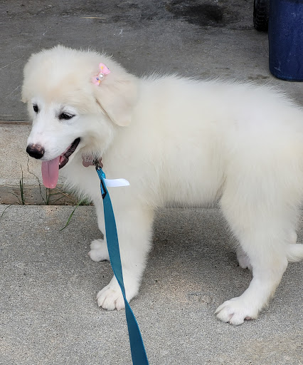Pet Supply Store «PetSmart», reviews and photos, 2801 Pine Lake Rd, Lincoln, NE 68516, USA