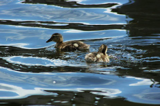 Park «Juanita Beach Park», reviews and photos, 9703 NE Juanita Dr, Kirkland, WA 98034, USA