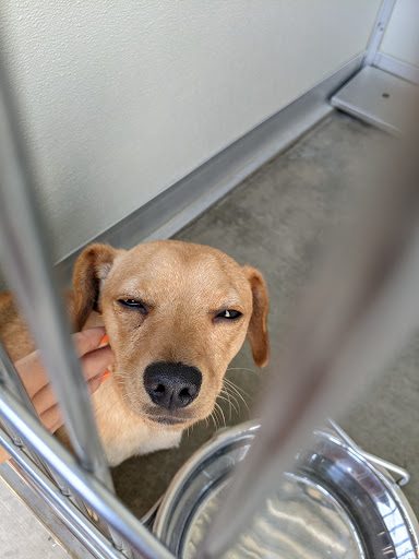 Corona Animal Shelter image