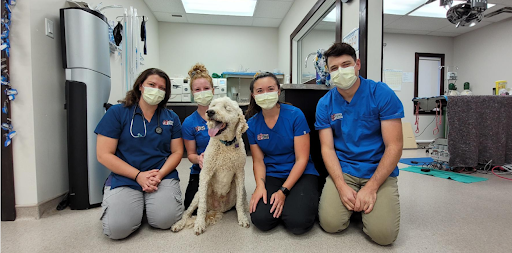 Central Veterinary Services image