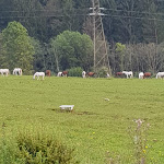 Photo n°3 de l'avis de Katya.i fait le 19/09/2019 à 13:10 sur le  Hotel Ristorante EL MONDIN-Cucina Tipica Pizzeria stanze con Idromassaggio Wi Fi Vista Panoramica Relax à Transacqua