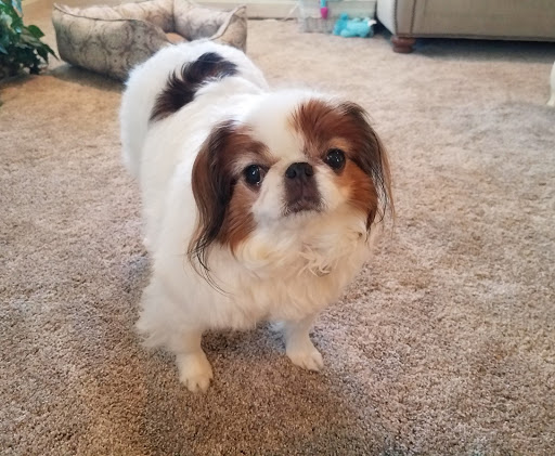 Flooring Store «Molyneaux Tile Carpet Wood», reviews and photos, 170 Quinn Dr, Pittsburgh, PA 15275, USA