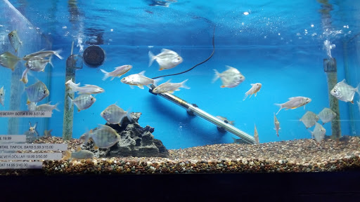 Pet Store «Animal Island Pet Shop», reviews and photos, 14411 S Cicero Ave, Midlothian, IL 60445, USA