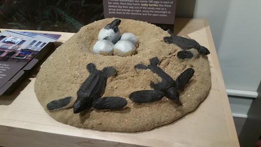 Museum «U.S. Department of the Interior Museum», reviews and photos, 1849 C St NW, Washington, DC 20240, USA