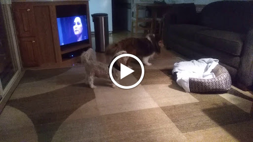 Campground «Saunderosa Park Inc», reviews and photos, 5909 Little Cove Rd, Mercersburg, PA 17236, USA