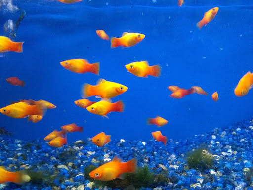 Tropical Fish Store «Delta Pet Center LLC», reviews and photos, 1370 Corporate Square Blvd, Slidell, LA 70458, USA