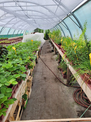 Le bio prêt à planter à Montégut-Plantaurel