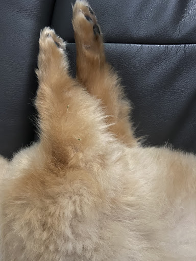 Pet Store «Woof Gang Bakery & Grooming Orlando», reviews and photos, 5012 Dr Phillips Blvd, Orlando, FL 32819, USA