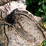 Photo n°13 de l'avis de Rita.o fait le 28/10/2022 à 18:35 sur le  Lollovers à Lollove