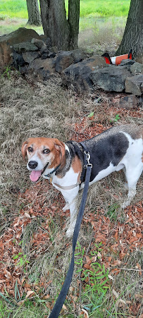 South Orange Maplewood NJ Dog Walker Pet Sitter - Photo 4 - Car repair in , Staten Island