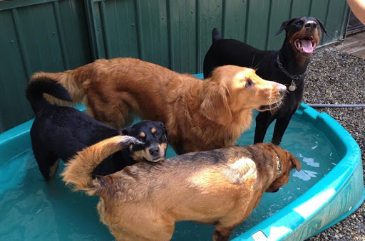 Dog Day Care Center «Dog Days Daycare Center», reviews and photos, 281 Roycefield Rd, Hillsborough Township, NJ 08844, USA