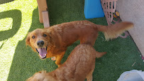 k9 minesweepers - Photo 1 - Car repair in Thermal, CA, Indio