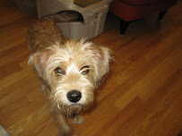 Good Life Pet Sitting-Stress Free in home care - Photo 4 - Car repair in San Antonio, TX, San Antonio