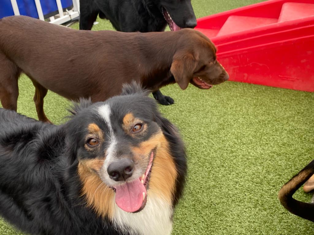 Sunwater Pet Resort