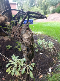 Anderson Mole Patrol - Photo 5 - Car repair in , Cincinnati