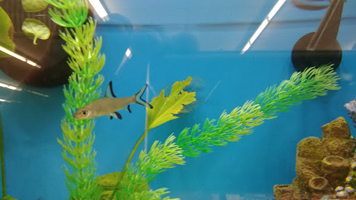 Pet Supply Store «Pet Supplies Plus», reviews and photos, 500 S St W, Raynham, MA 02767, USA