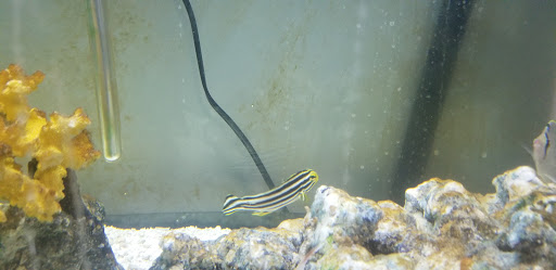 Pet Store «Something Fishy Pets», reviews and photos, 29 Towne Centre Ln, Fox Lake, IL 60020, USA