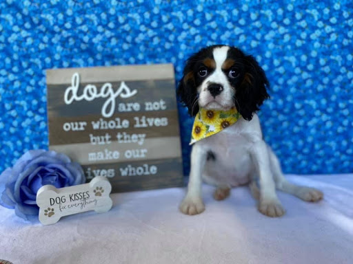 Pet Store «Happiness Is Pets», reviews and photos, 15 W Golf Rd, Arlington Heights, IL 60005, USA