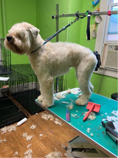 Pet Store «The Pet Set - Midtown», reviews and photos, 976 Piedmont Ave NE, Atlanta, GA 30309, USA