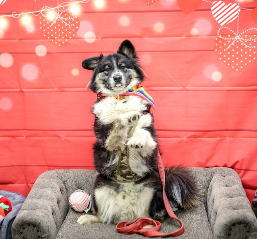 Pet Supply Store «Pet Supplies Plus», reviews and photos, 305 Sidney Baker St S #400, Kerrville, TX 78028, USA