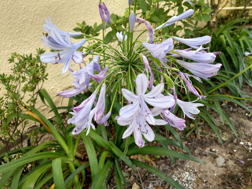 Tourist Attraction «Premier Boat Tours», reviews and photos, 100 Alexander St, Mt Dora, FL 32757, USA