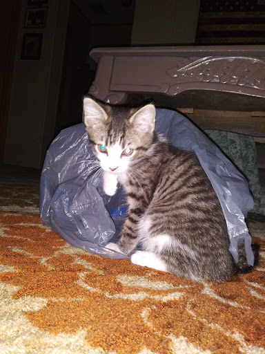 Buck Creek Animal Clinic image