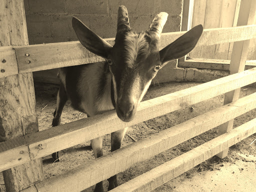 Tourist Attraction «Amish Heritage Farm», reviews and photos, 1016 Brewer Rd, Ethridge, TN 38456, USA