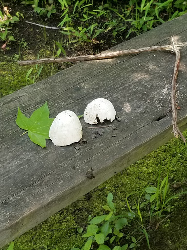 Nature Preserve «Rancocas Nature Center», reviews and photos, 794 Rancocas Mt Holly Rd, Westampton, NJ 08060, USA