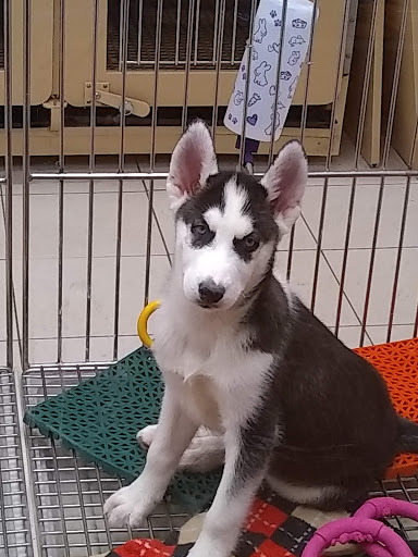 Pet Adoption Service «Petland Novi», reviews and photos, 27200 Novi Rd # A, Novi, MI 48377, USA